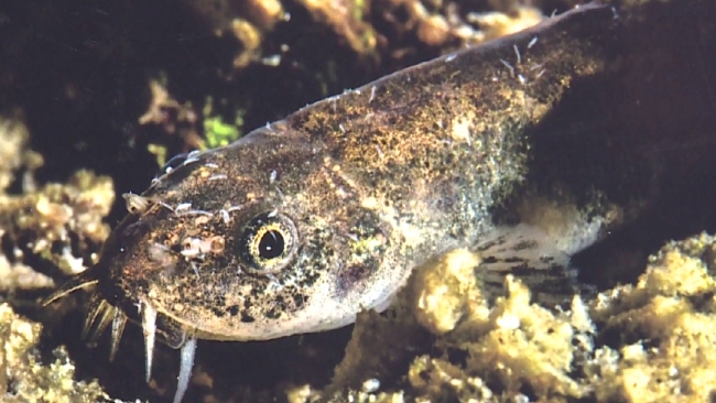 Van Gölü'nde ikinci balık türü keşfedildi